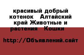 красивый добрый котенок - Алтайский край Животные и растения » Кошки   